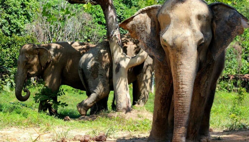 image of elephants in the Phuket elephant sanctuary. It has a total of 3 different elephants and one of them is looking straight into the camera